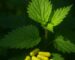 quercetin and nettle image